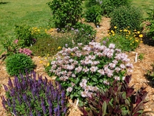 April 24, 2020- Spring blooms