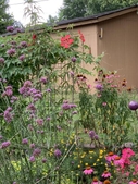 Additional summer blooms