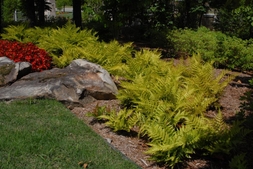 Mass planted ferns with yellow color brighten up a shade border.