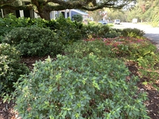 Shade garden under a live oak