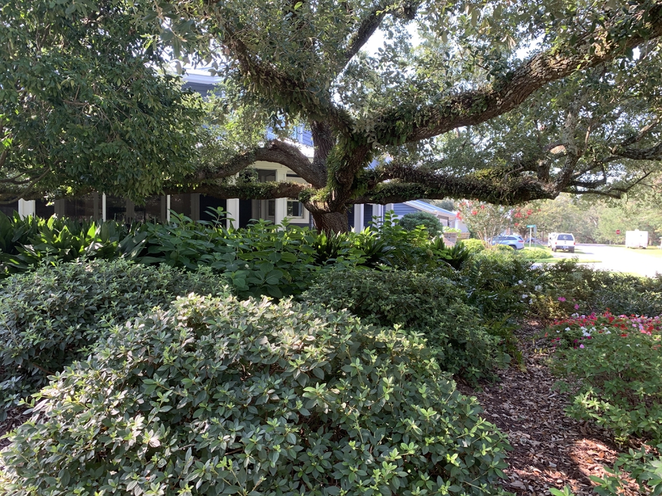 Shade garden under a live oak