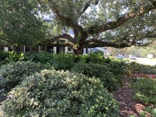 Shade garden under a live oak
