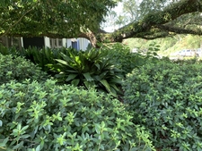 Shade garden under a live oak