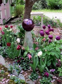 Tulips mark the full swing of spring.