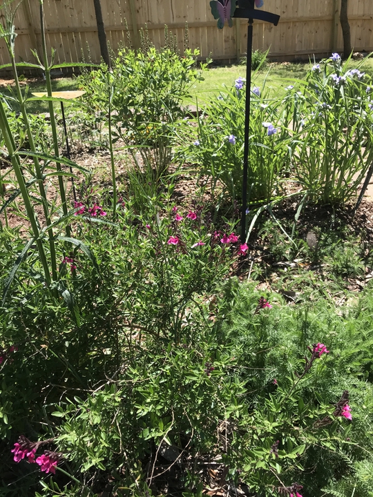 Early spring blooms of Baptisia, Salvia and spiderwort