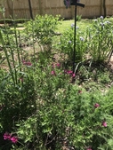 Early spring blooms of Baptisia, Salvia and spiderwort