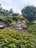 stream flows surrounded by groundcover plants, trees, and shrubs