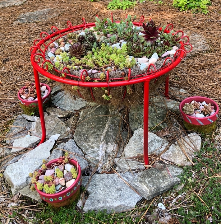 Succulents growing in shallow red containers.