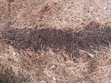 Vegetable No Till Garden