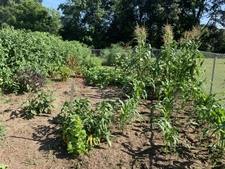 The vegetables