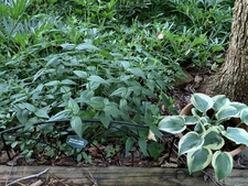 Wild Side Garden