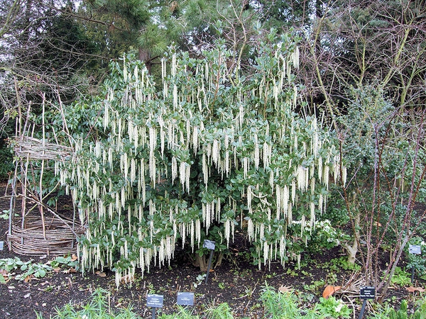 Garrya elliptica