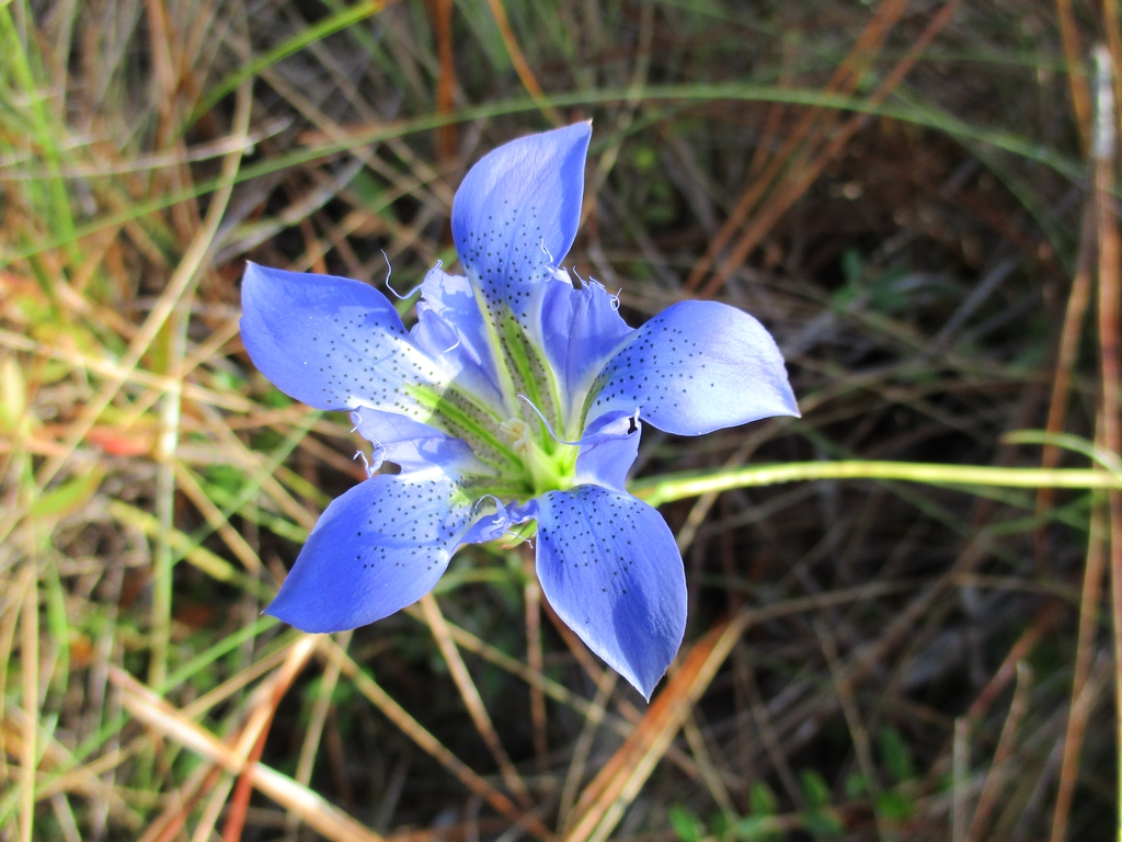 Fall Flower Close-up (Craven County, NC)