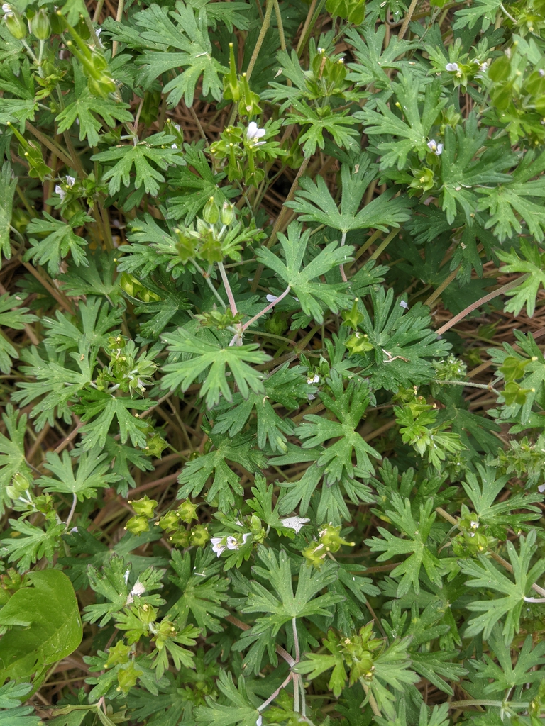 wild form spring 2021