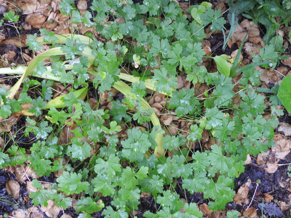 Geranium maculatum