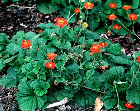 Geum coccineum