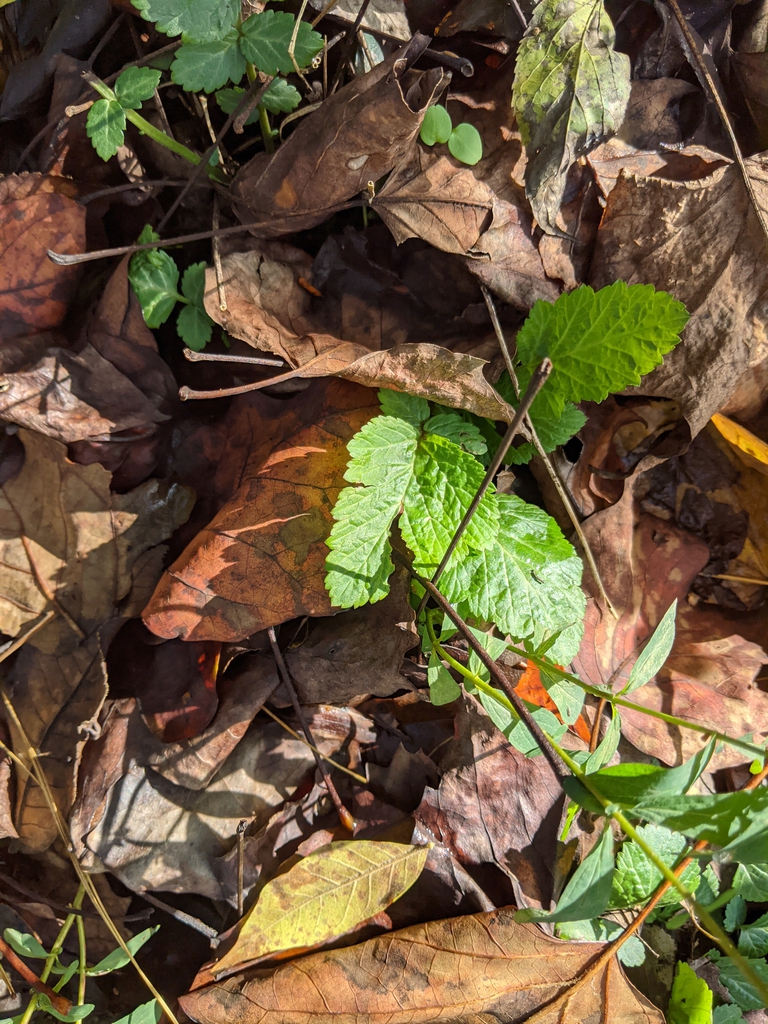 Geum canadense