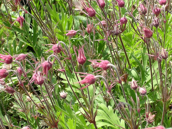 Geum trifolum