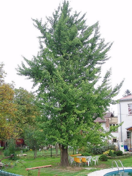 mature tree by a pool. Crown is loosely pyramidal in shape.