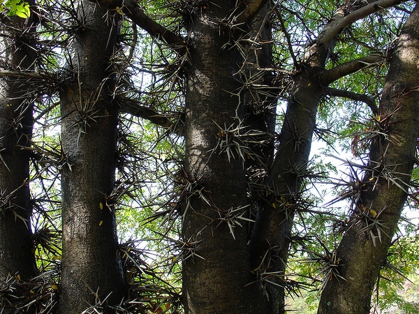 Thorns are the reason this does not make a good landscape tree.
