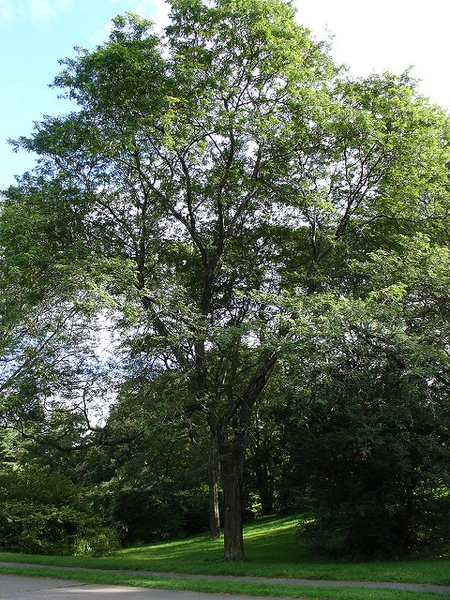 Gleditsia triacanthos