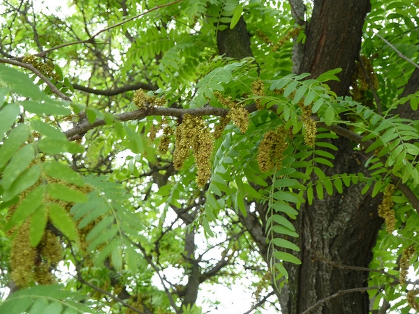 Gleditsia triacanthos