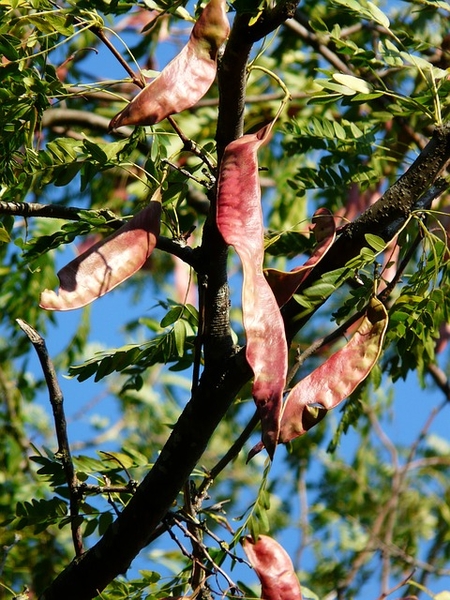 Gleditsia triacanthos