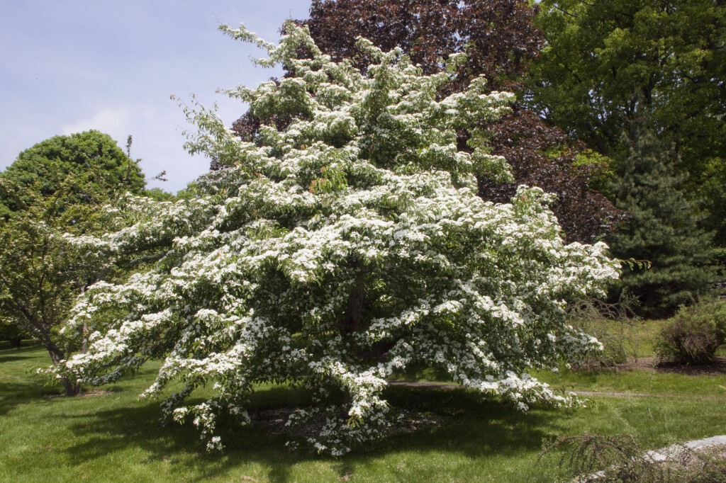 Form in bloom