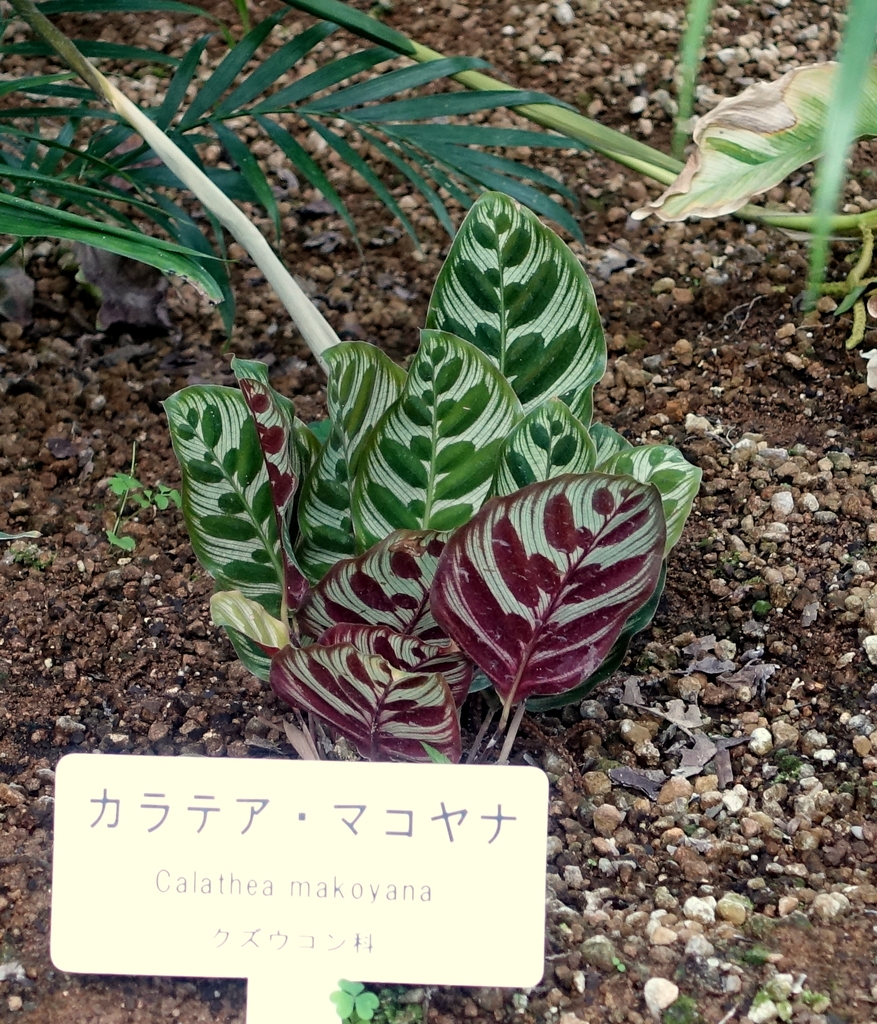 Plant with variegated leaves growing in a greenhouse
