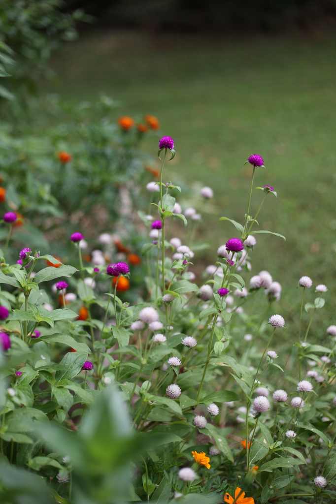 Gomphrena globosa