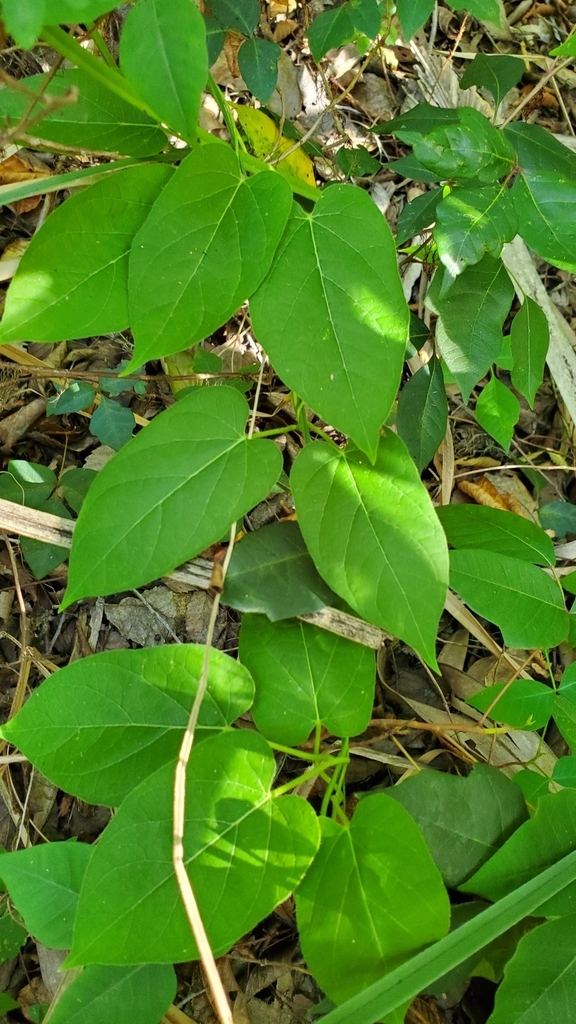 Vine