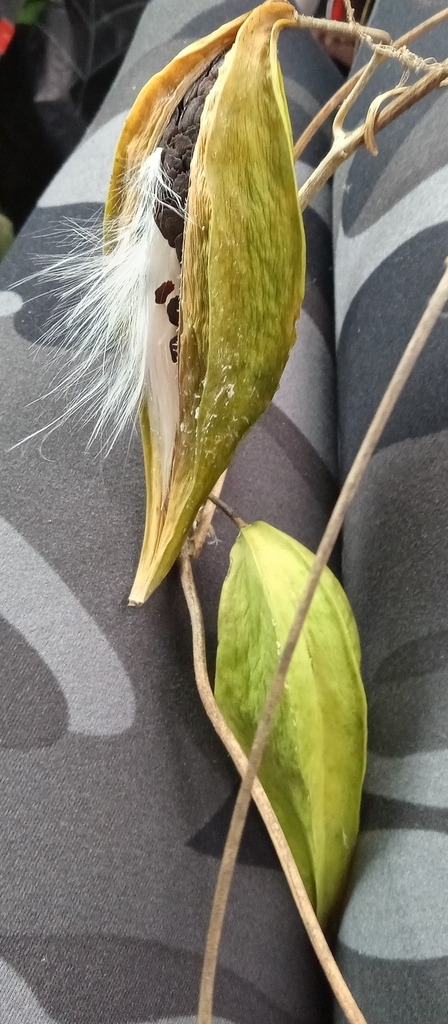 Opened fruit