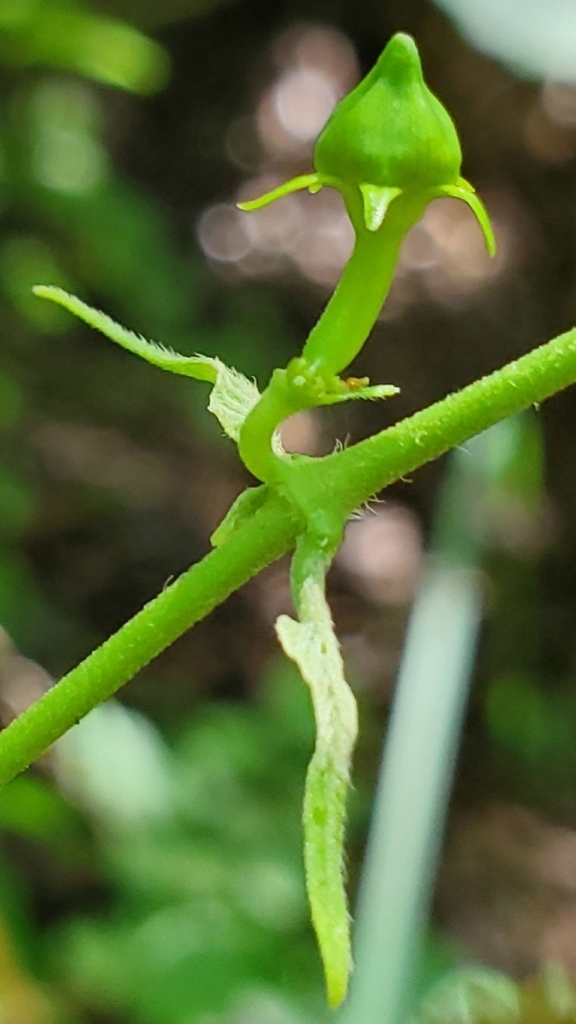 Stem and leaf attachment