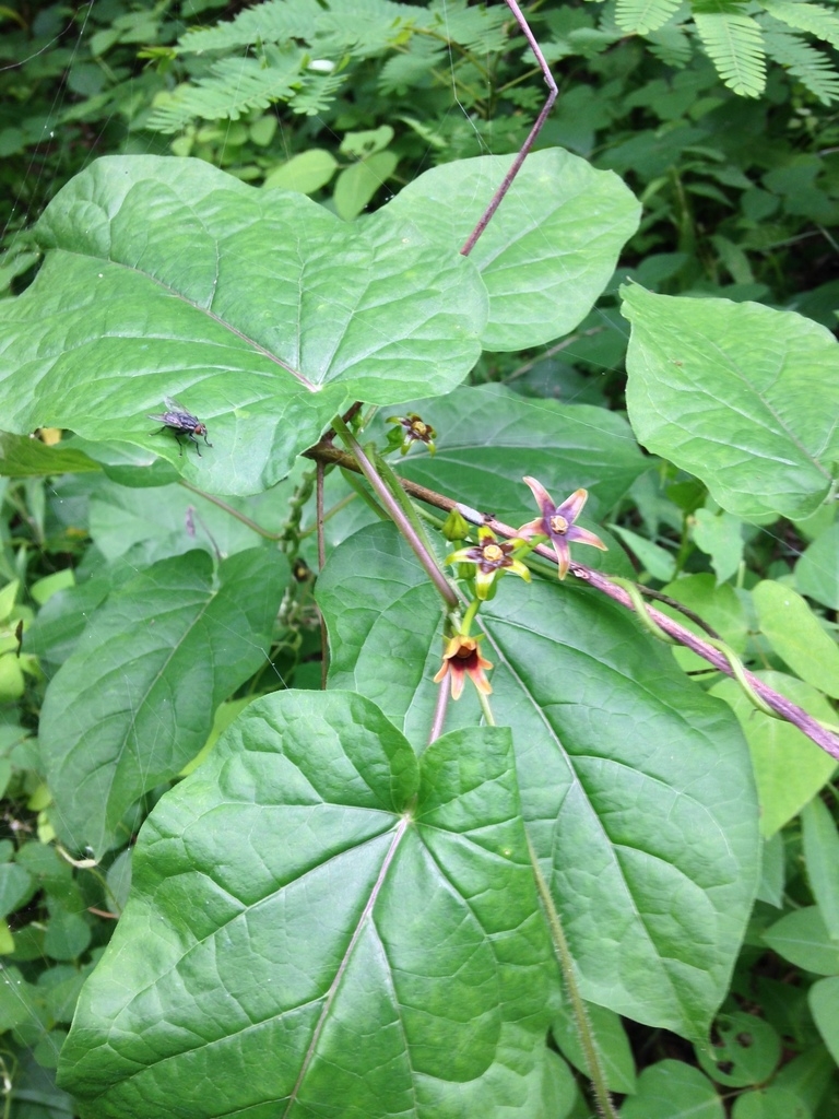 Leaves and flowers