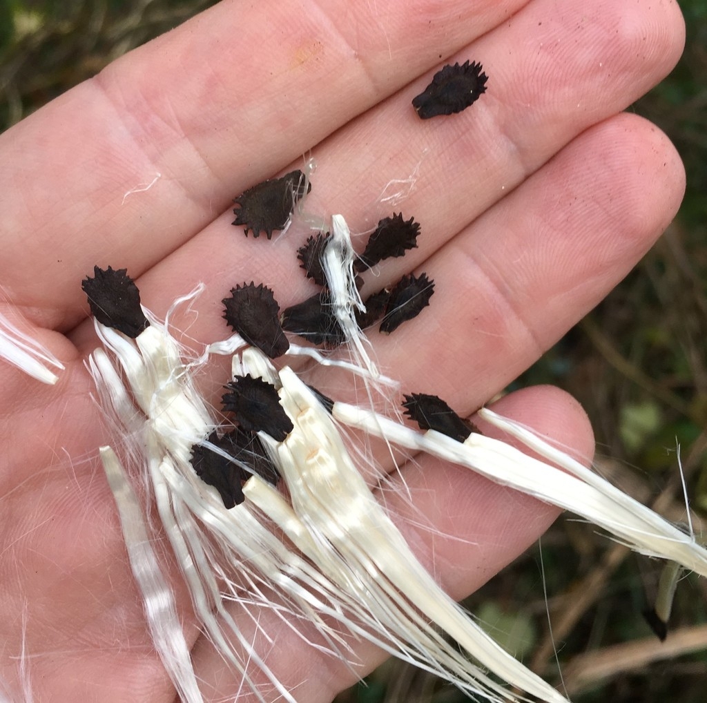 Seeds