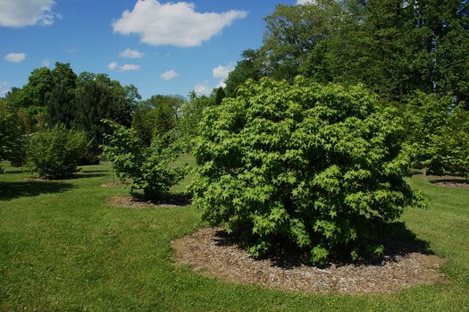 Gumball Sweetgum