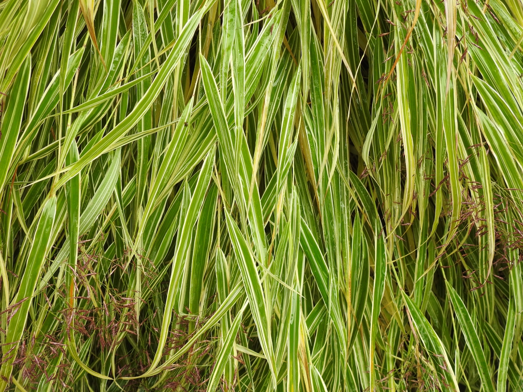 Leaves