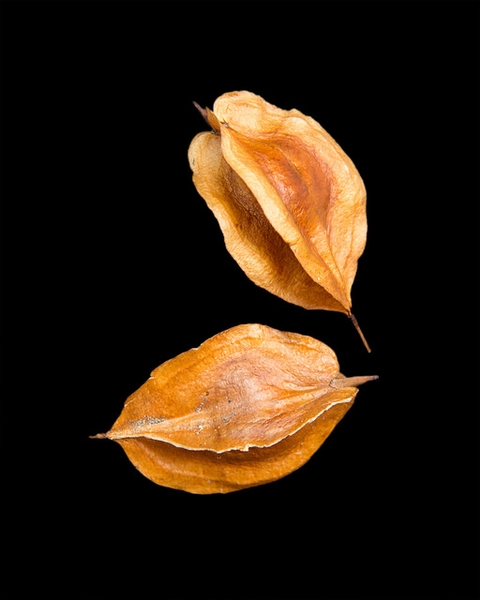 Halesia carolina