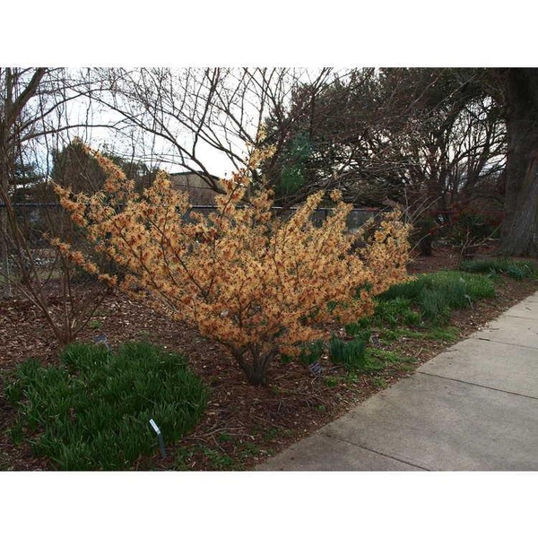 Hamamelis x intermedia