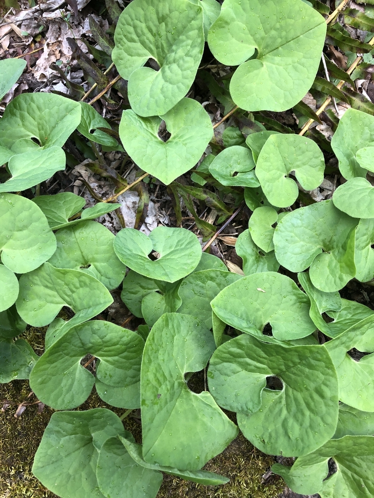 heart-shaped leaves.