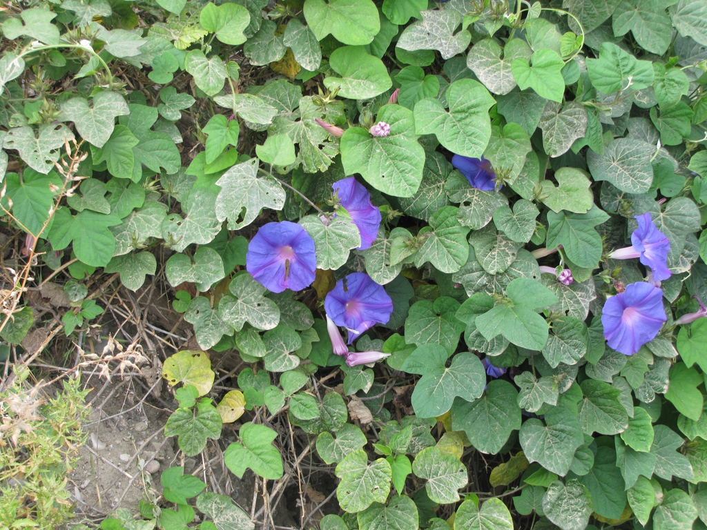 Leaf and flower