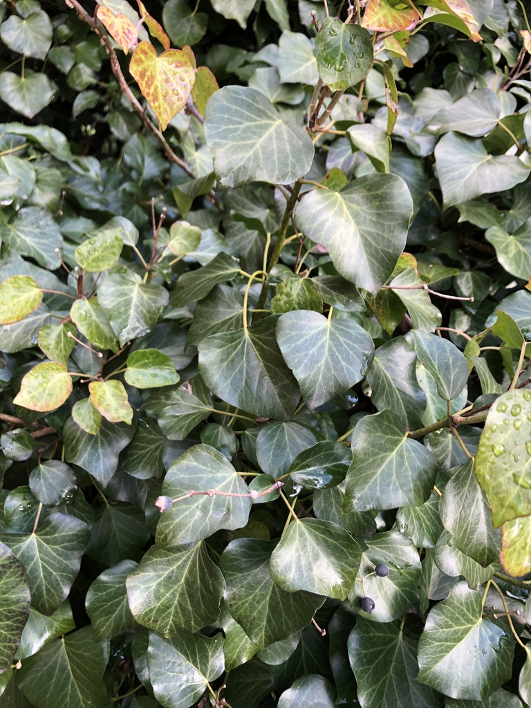 Leaves