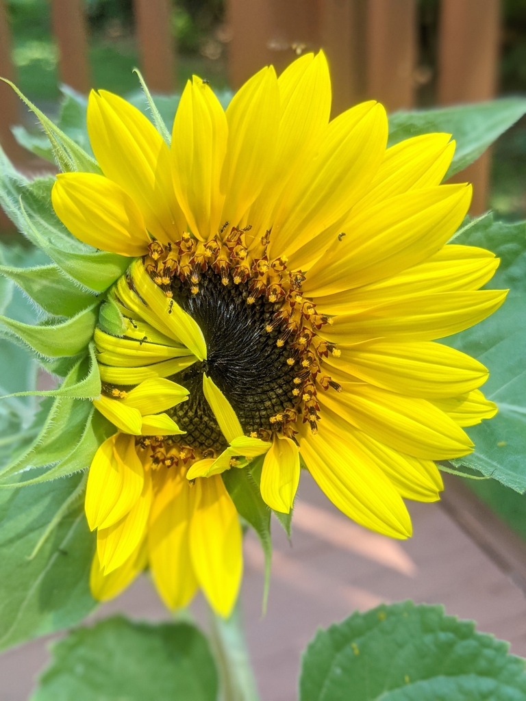'Henry Wilde' flower opening