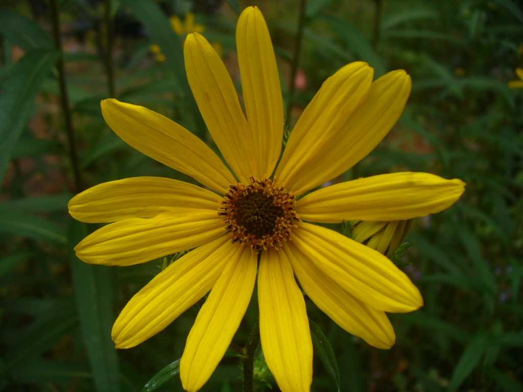 Helianthus maximiliani in the fall in Moore County