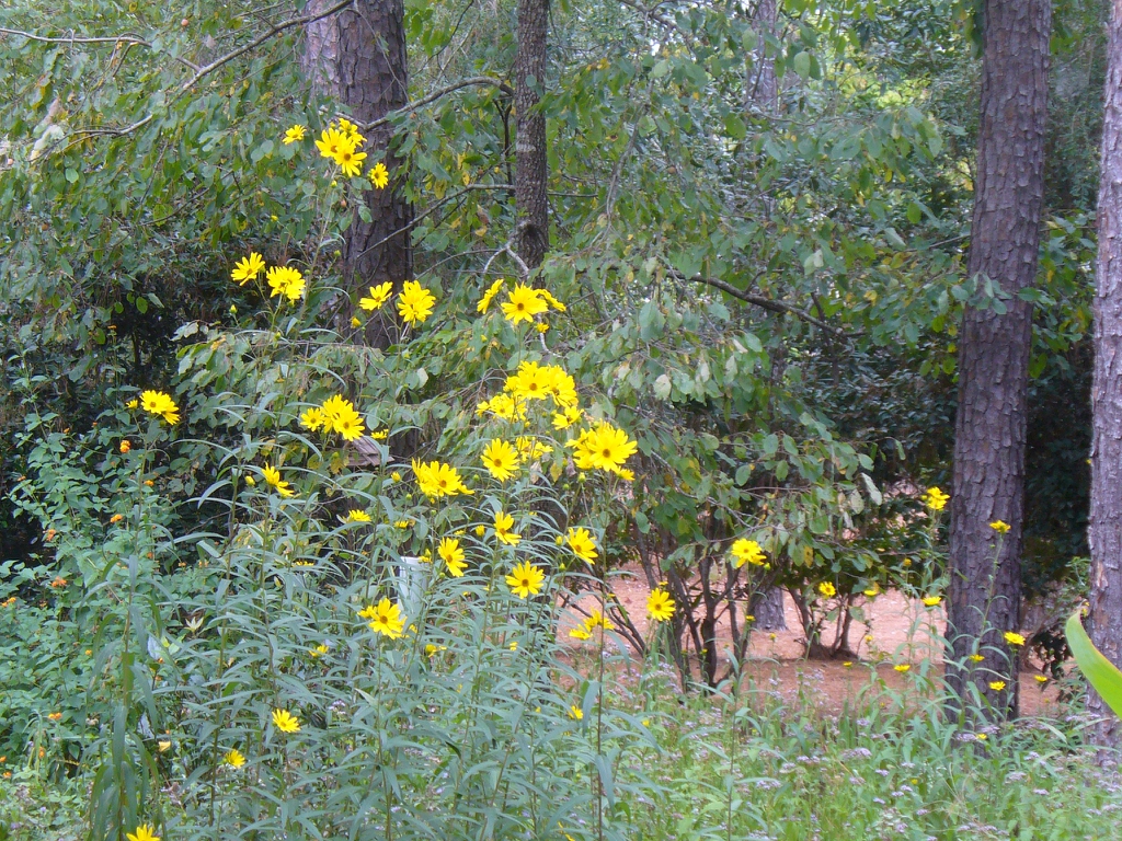 Helianthus maximiliani in the fall in Moore County