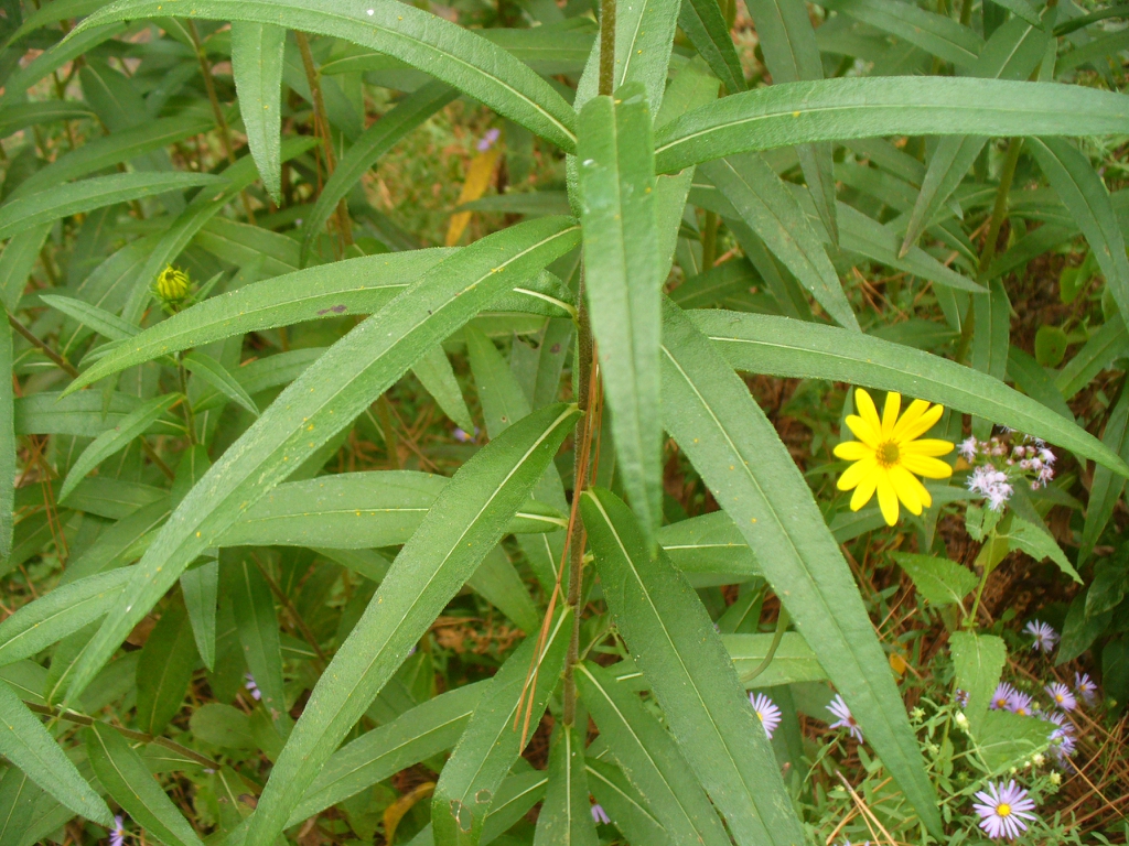 Helianthus maximiliani in the fall in Moore County