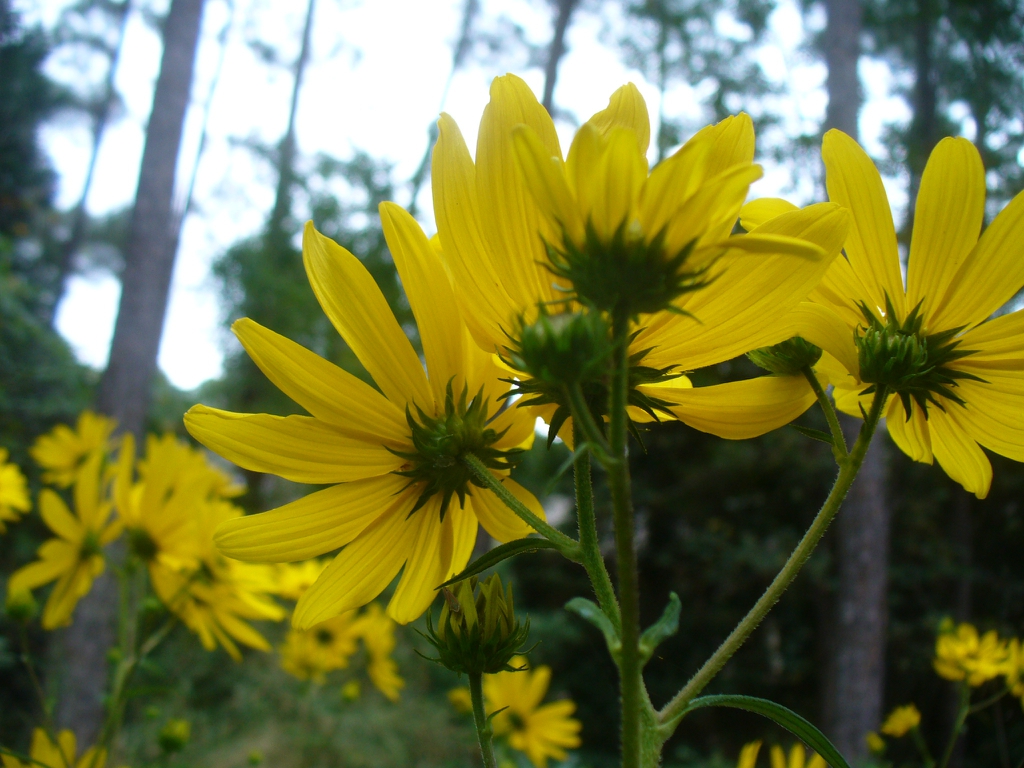 Helianthus maximiliani in the fall in Moore County