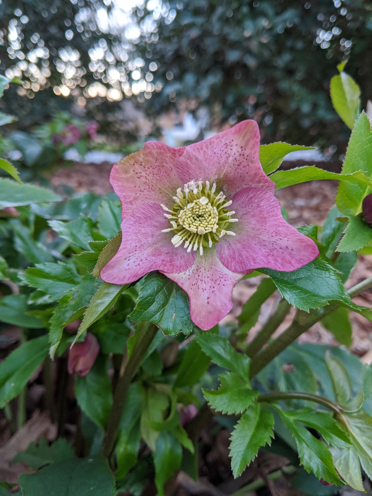 stamens, Cabarrus County, NC
