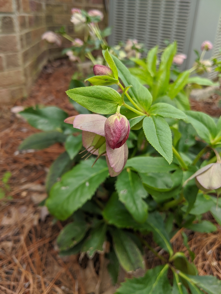 flower and buds, Cabarrus County, NC