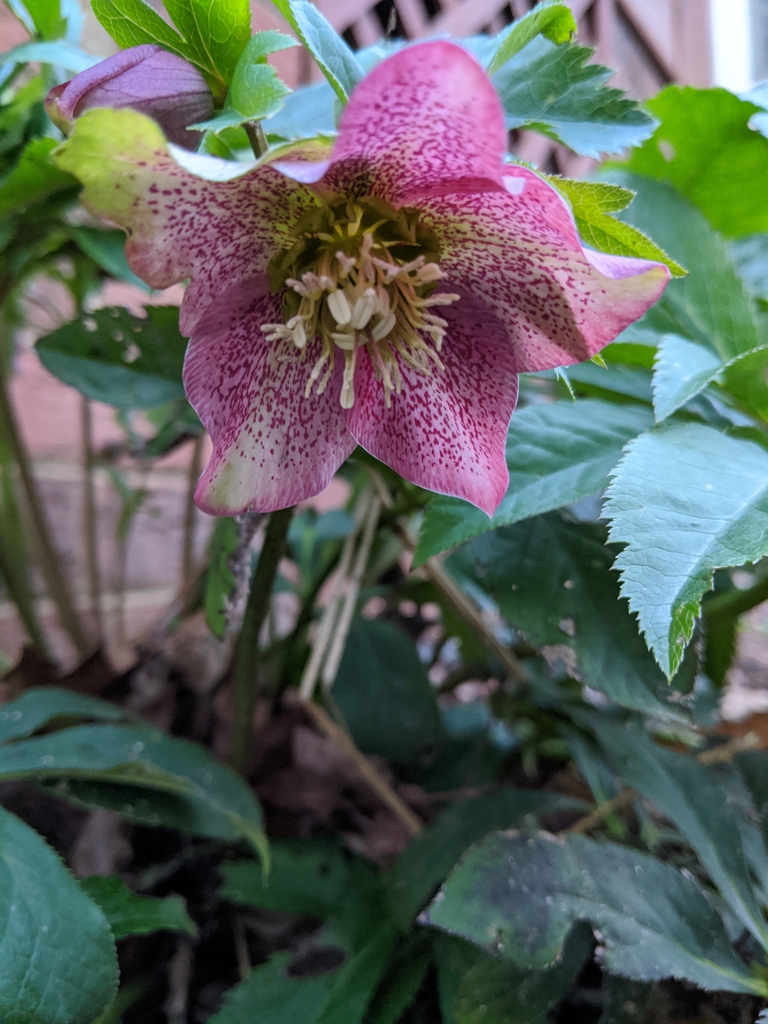 flower, Cabarrus County, NC